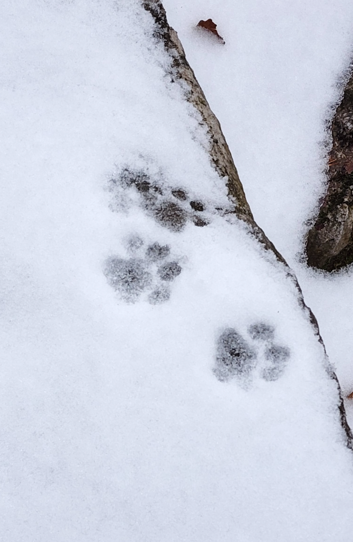 Bobcat Tracks in Snow