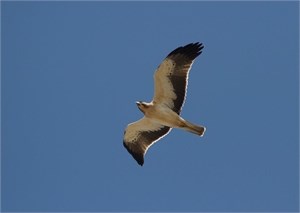 Booted Eagle Booted Eagle