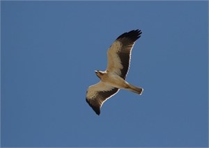 Booted Eagle