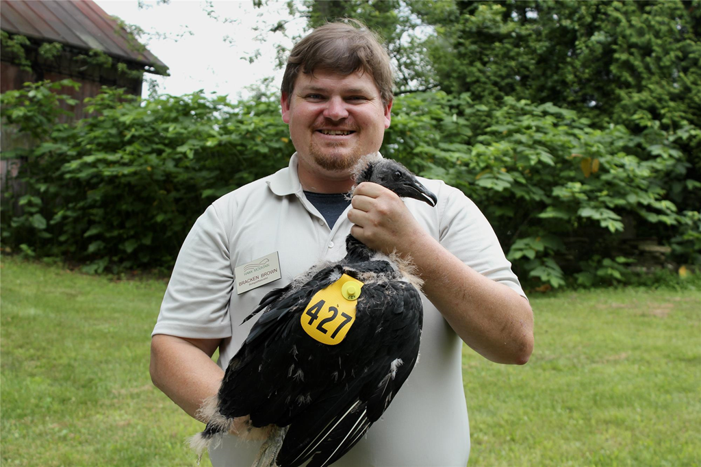 Biologist Bracken Brown with a local tagged black vulture Biologist Bracken Brown with a local tagged black vulture