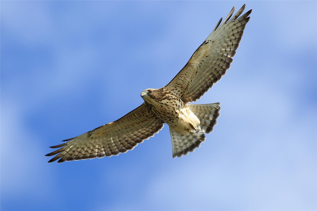 Broad-winged Hawk