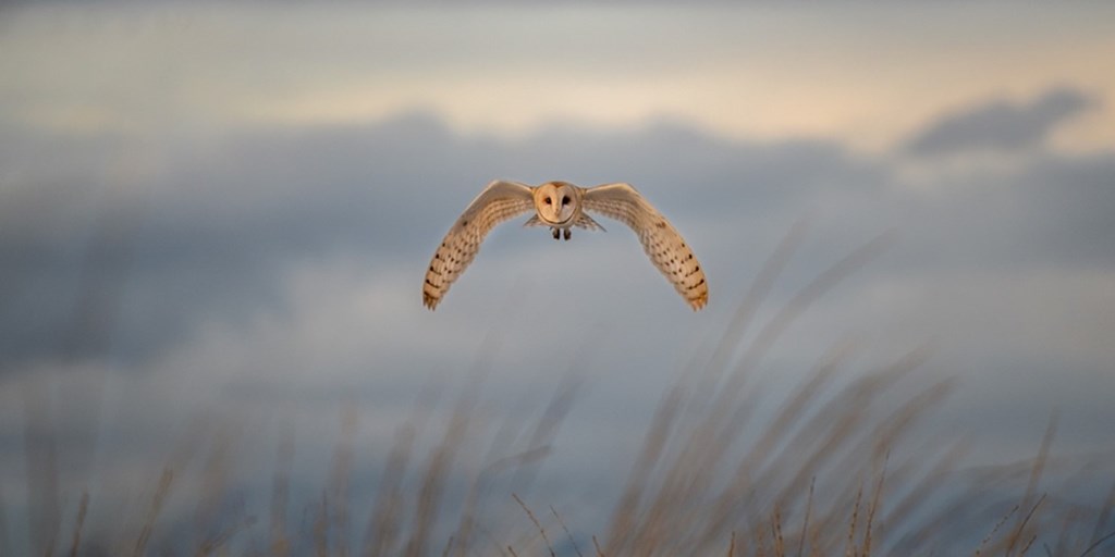 Barn Owl in Flight Barn Owl in Flight