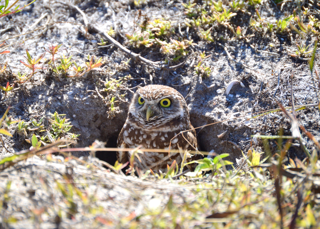 Burrowing owl emerging from its burrow Burrowing owl emerging from its burrow