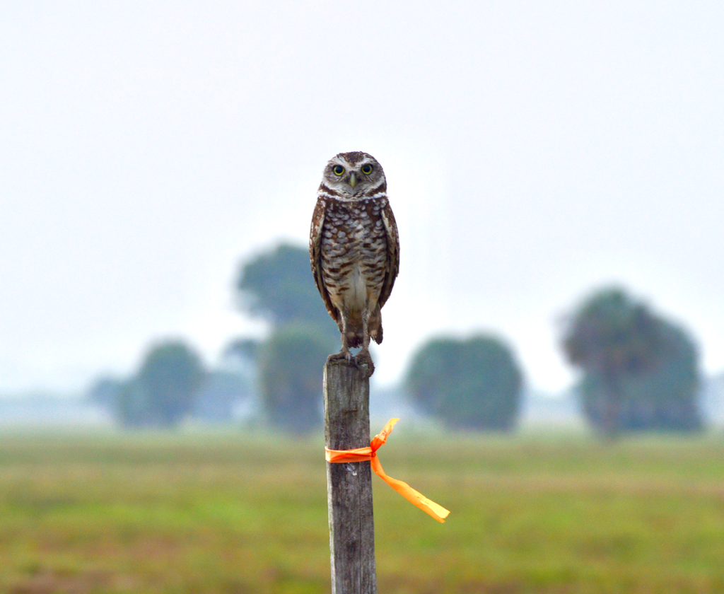 Burrowing owl perched on a fence line Burrowing owl perched on a fence line
