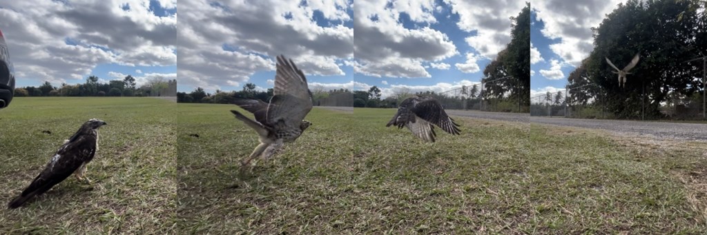 Florida Broadwing Largo Release by Rebecca McCabe Florida Broadwing Largo Release by Rebecca McCabe
