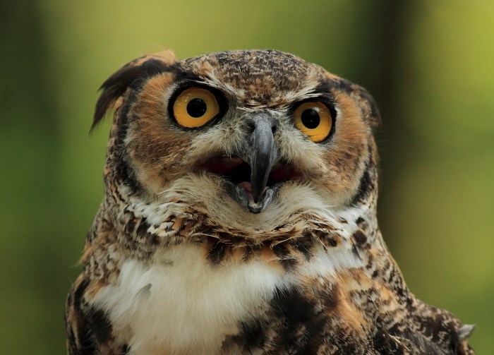 Great Horned Owl Great Horned Owl