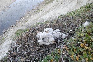 Bylot Island Raptors Bylot Island Raptors