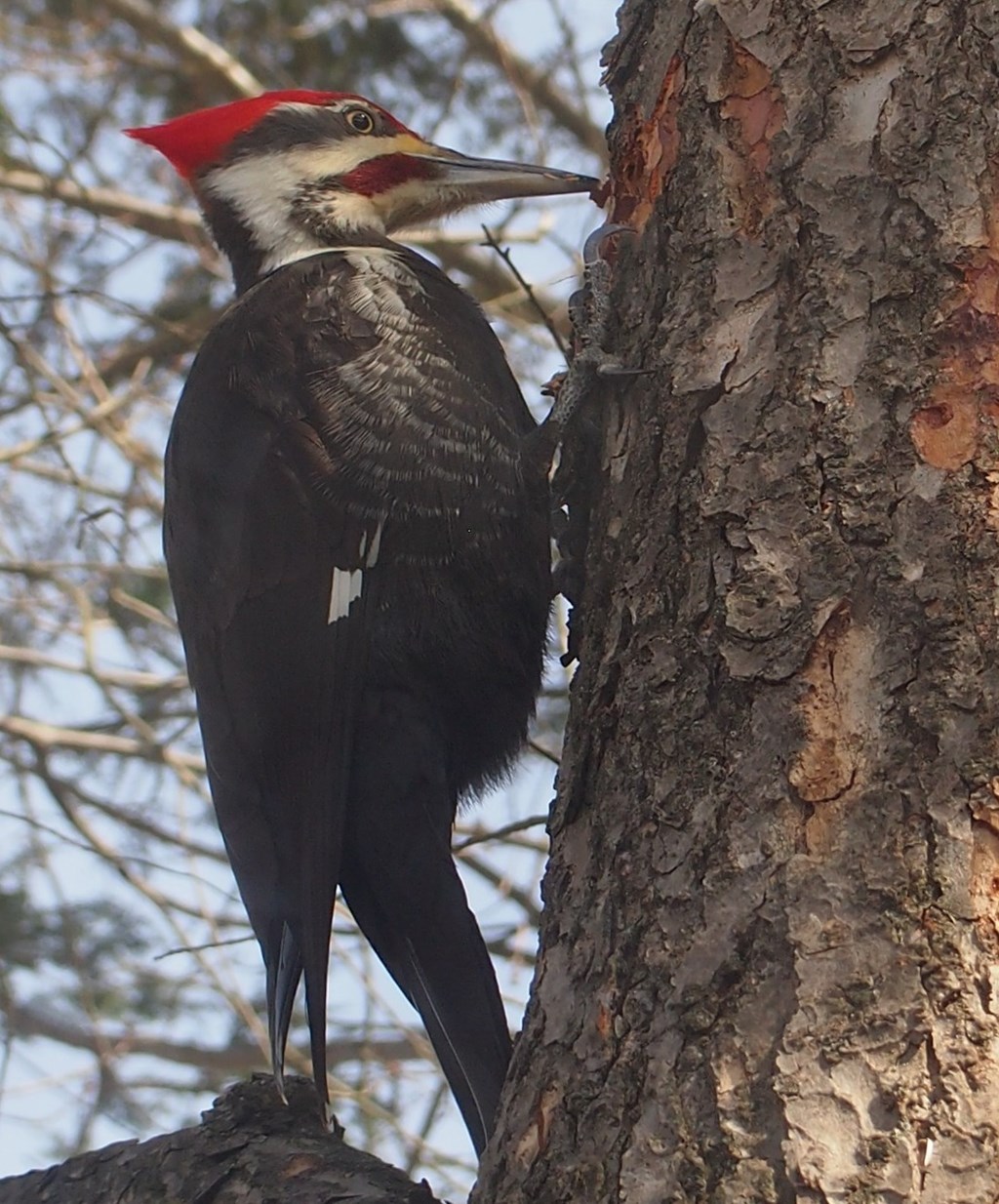 Pileated woodpecker perched on tree trunk.