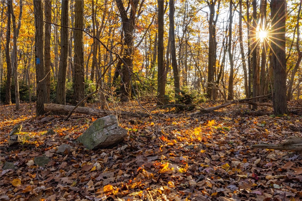 Fall Forest, Cameron H. Fowler