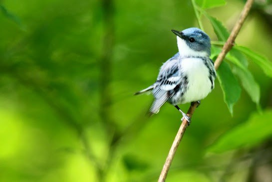 Cerulean Warbler by Johannes Jansen Cerulean Warbler by Johannes Jansen