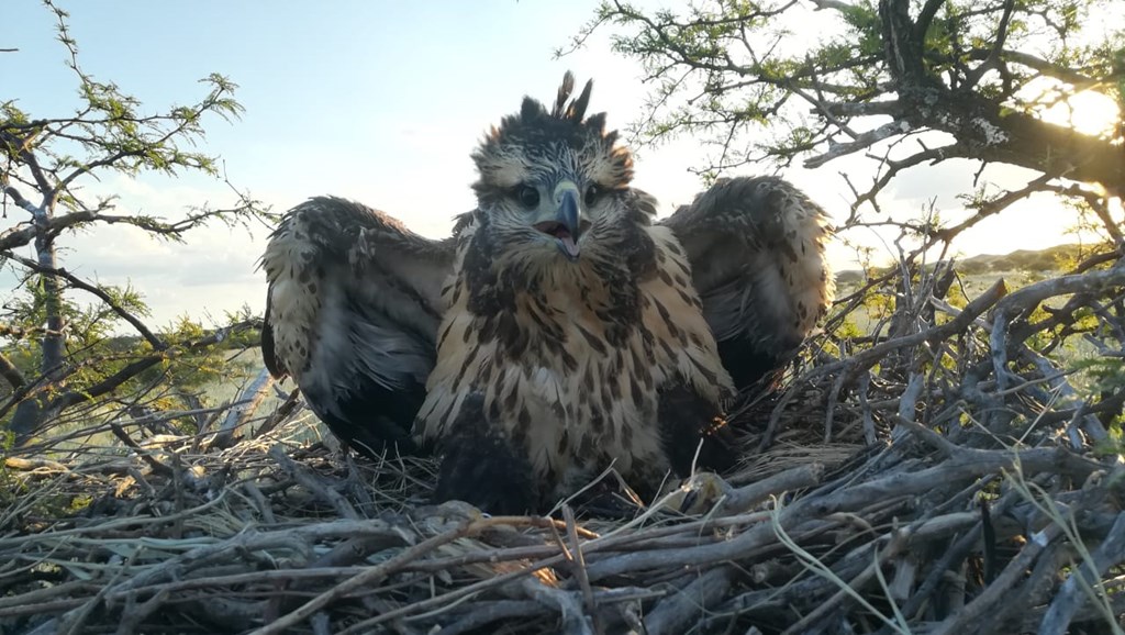Chaco Eagles in Nest