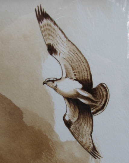 Coffee Painting of a Soaring Raptor