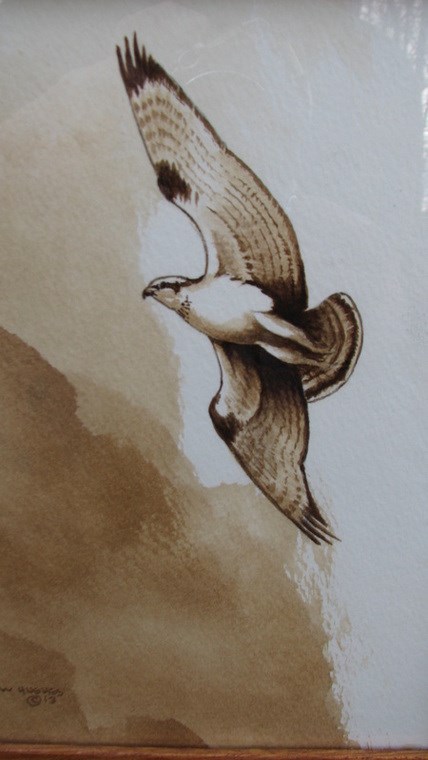 Coffee Painting of Soaring Raptor Coffee Painting of Soaring Raptor