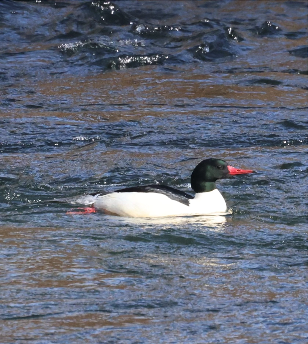 Male Common Merganser Swimming Male Common Merganser Swimming