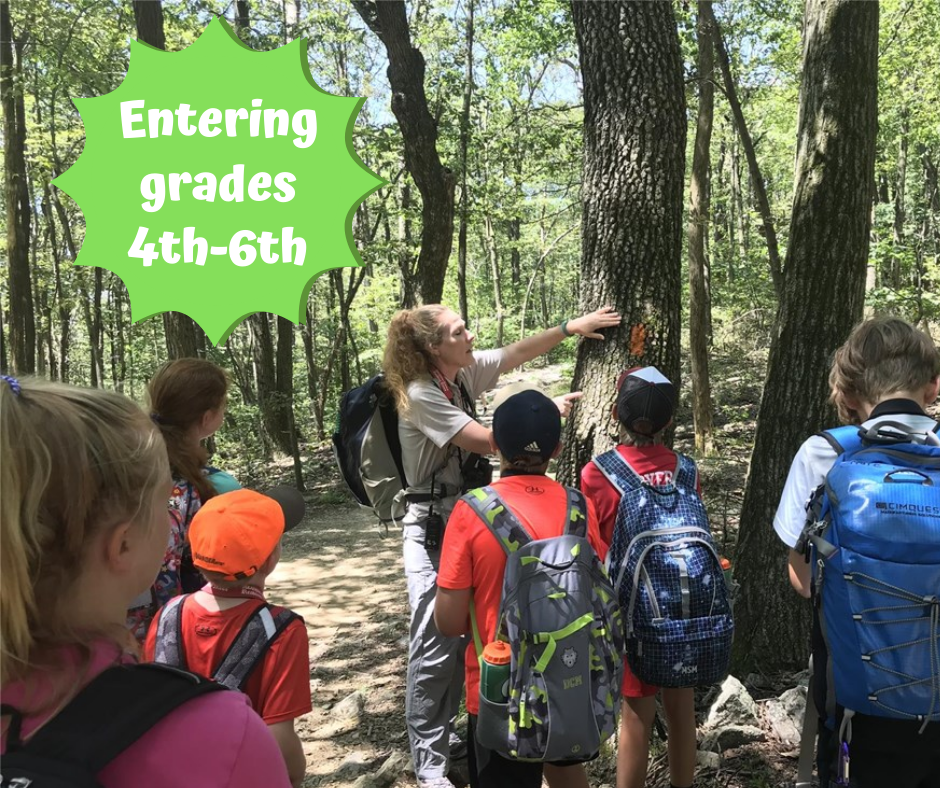 Nature Scene Investigator Summer Camp Nature Scene Investigator Summer Camp