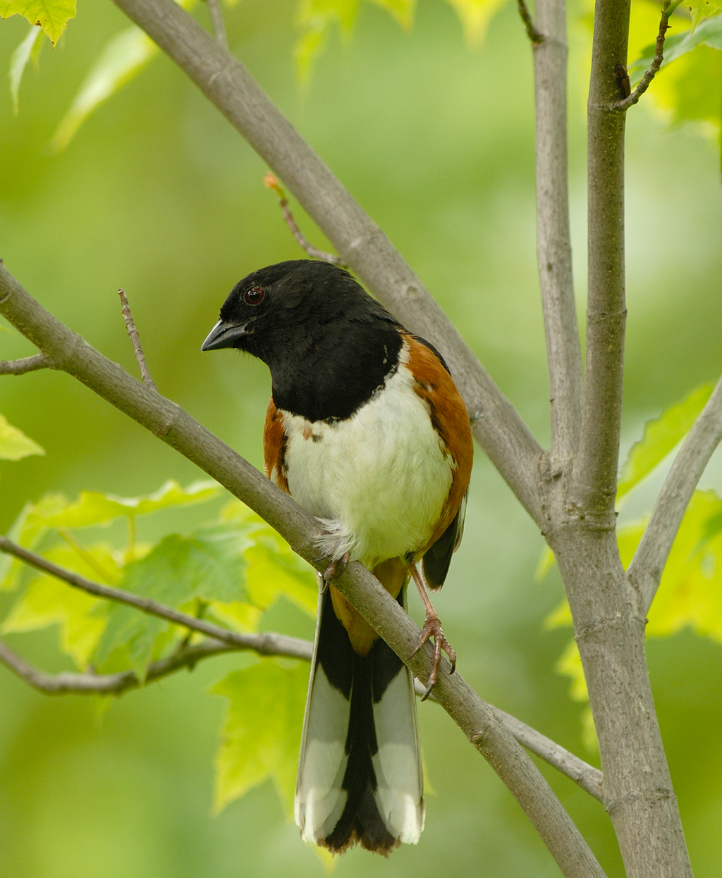 Eastern Towhee Eastern Towhee