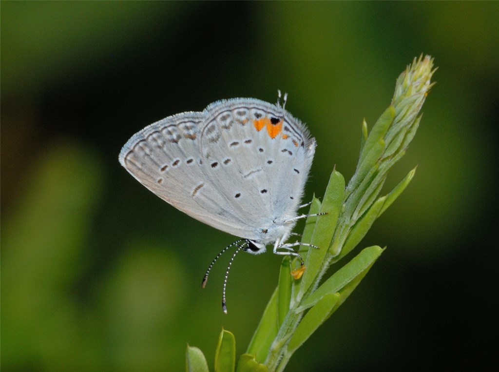 Eastern Tailed-Blue Butterfly by Bill Moses Eastern Tailed-Blue Butterfly by Bill Moses