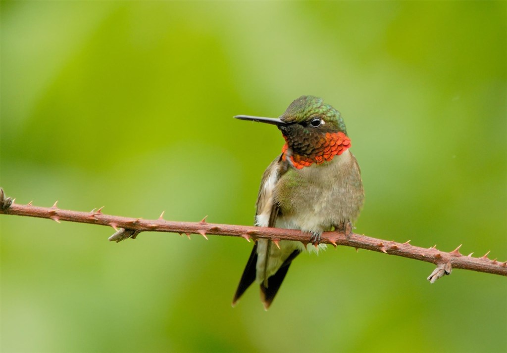 Ruby-throated Hummingbird by Bill Moses Ruby-throated Hummingbird by Bill Moses