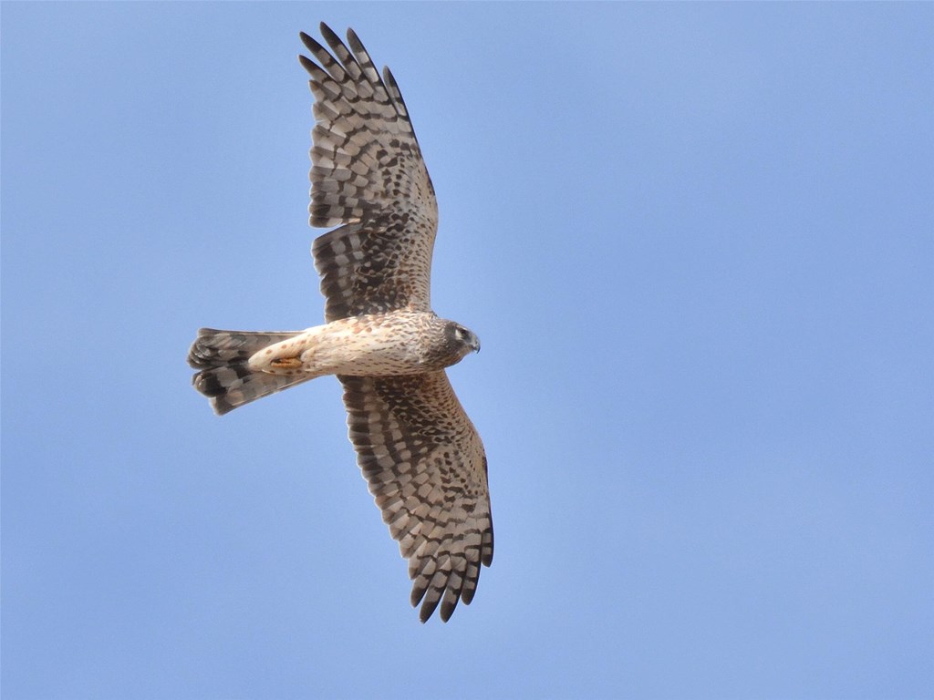 Migrating Northern Harrier