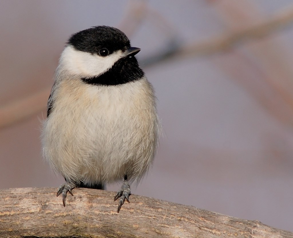 Carolina Chickadee Carolina Chickadee