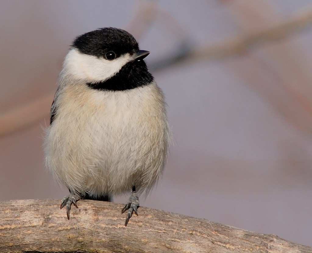 Carolina Chickadee