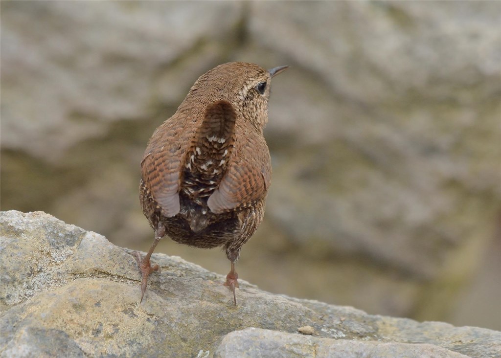 A winter wren perched on a boulder at Bald Lookout