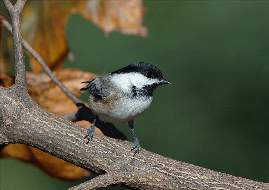 Chickadee perched on a branch