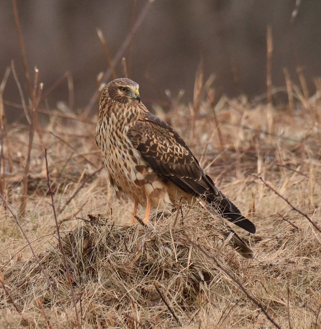 Female Northern Harrier on Nest