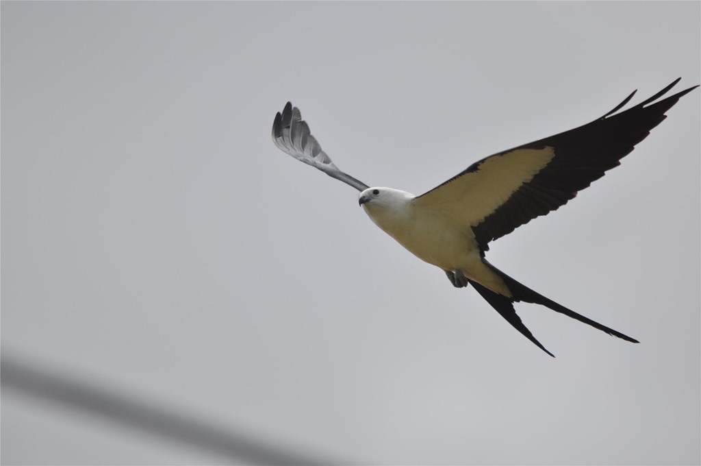 Mississippi Kite in flight