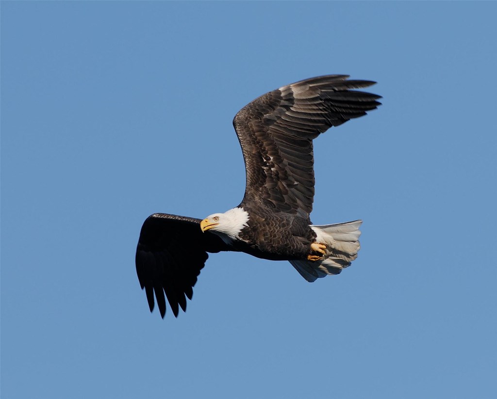 Bald eagle flapping its wings in flight.
