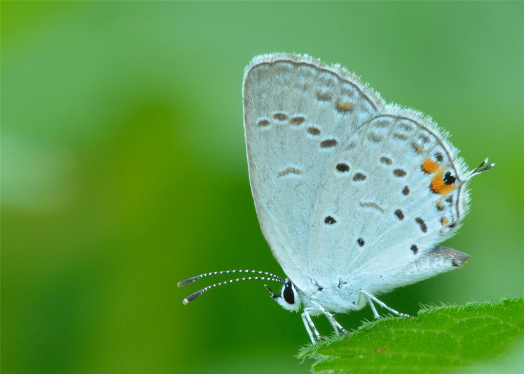 Eastern Tailed-Blue Butterfly Eastern Tailed-Blue Butterfly