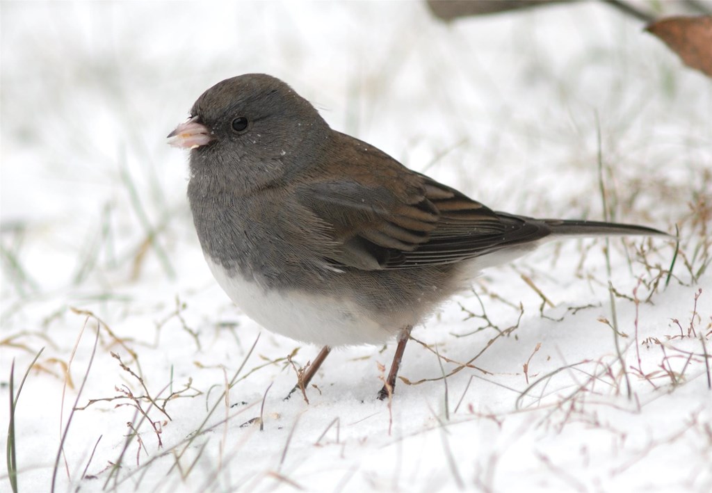 Dark-eyed Junco by Bill Moses