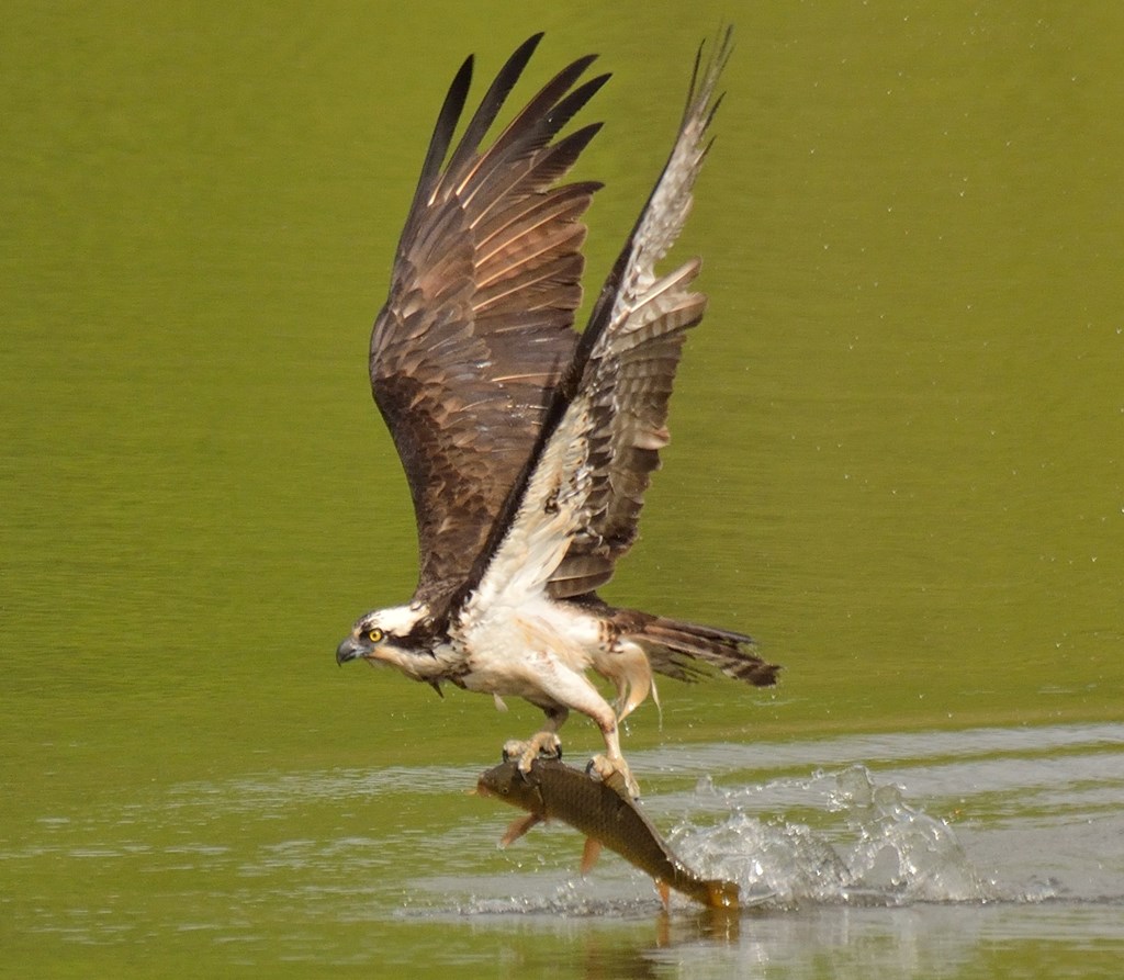 Osprey with Fish An osprey carrying a freshly caught fish out of a body of water.