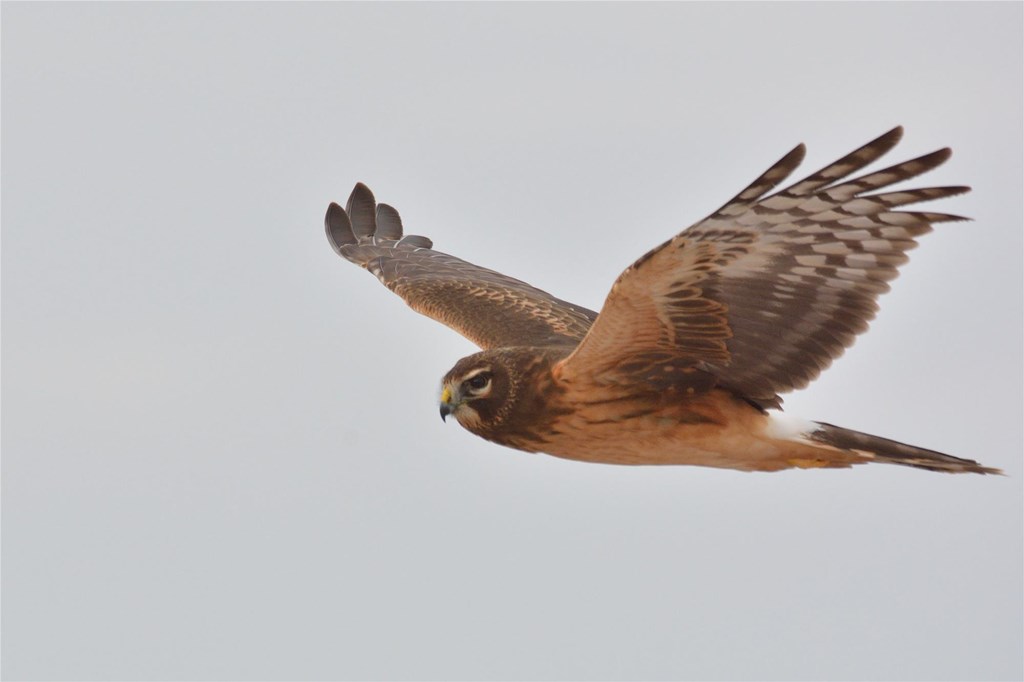 Northern Harrier in Flight