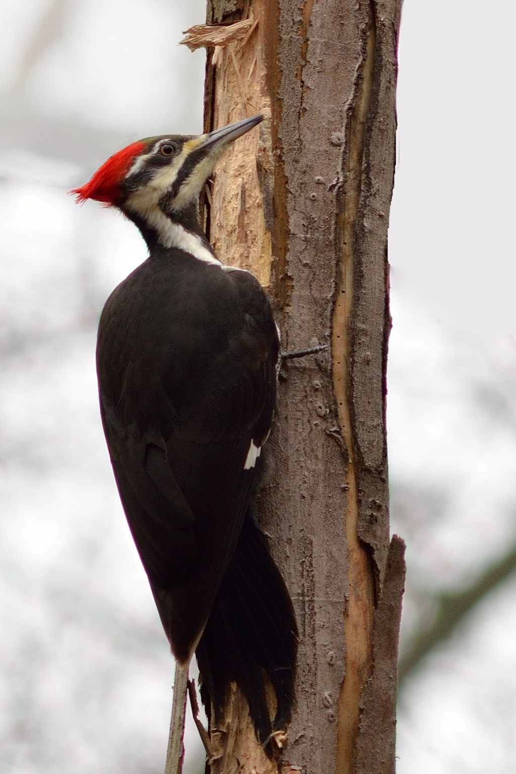 Pileated Woodpecker by Bill Moses