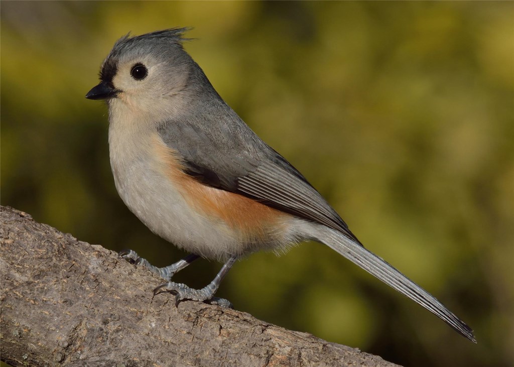 Tufted Titmouse poses on a branch Tufted Titmouse poses on a branch