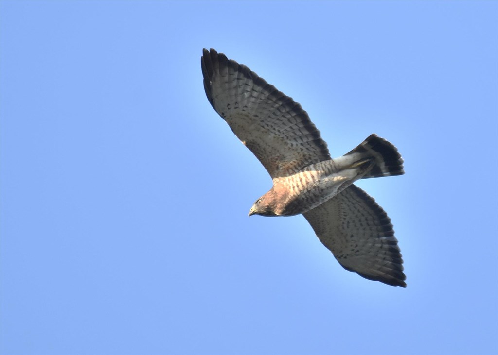 Broad-winged Hawk in Flight