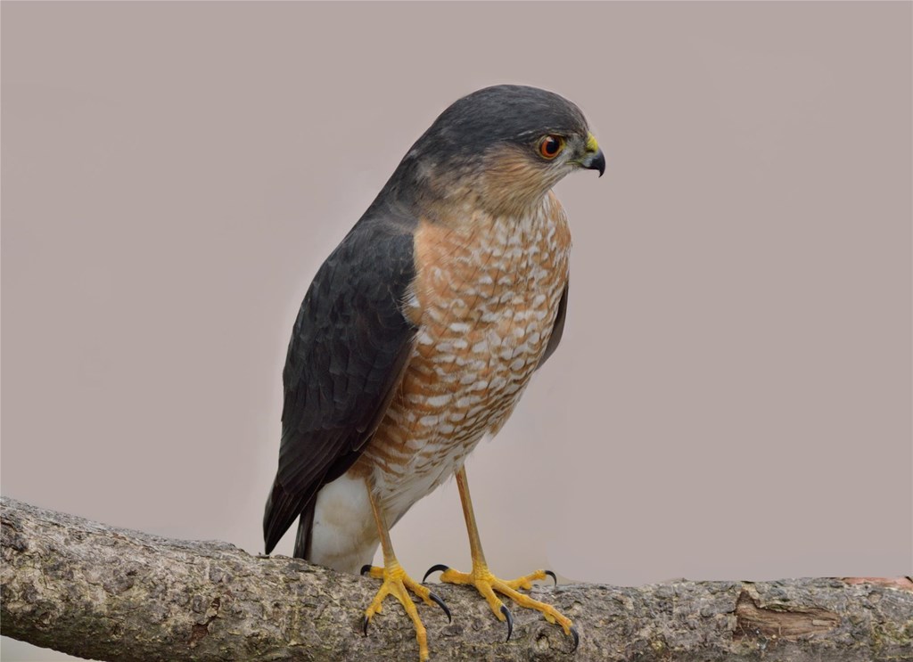 Wing Tips: Sharp-shinned and Cooper's Hawks