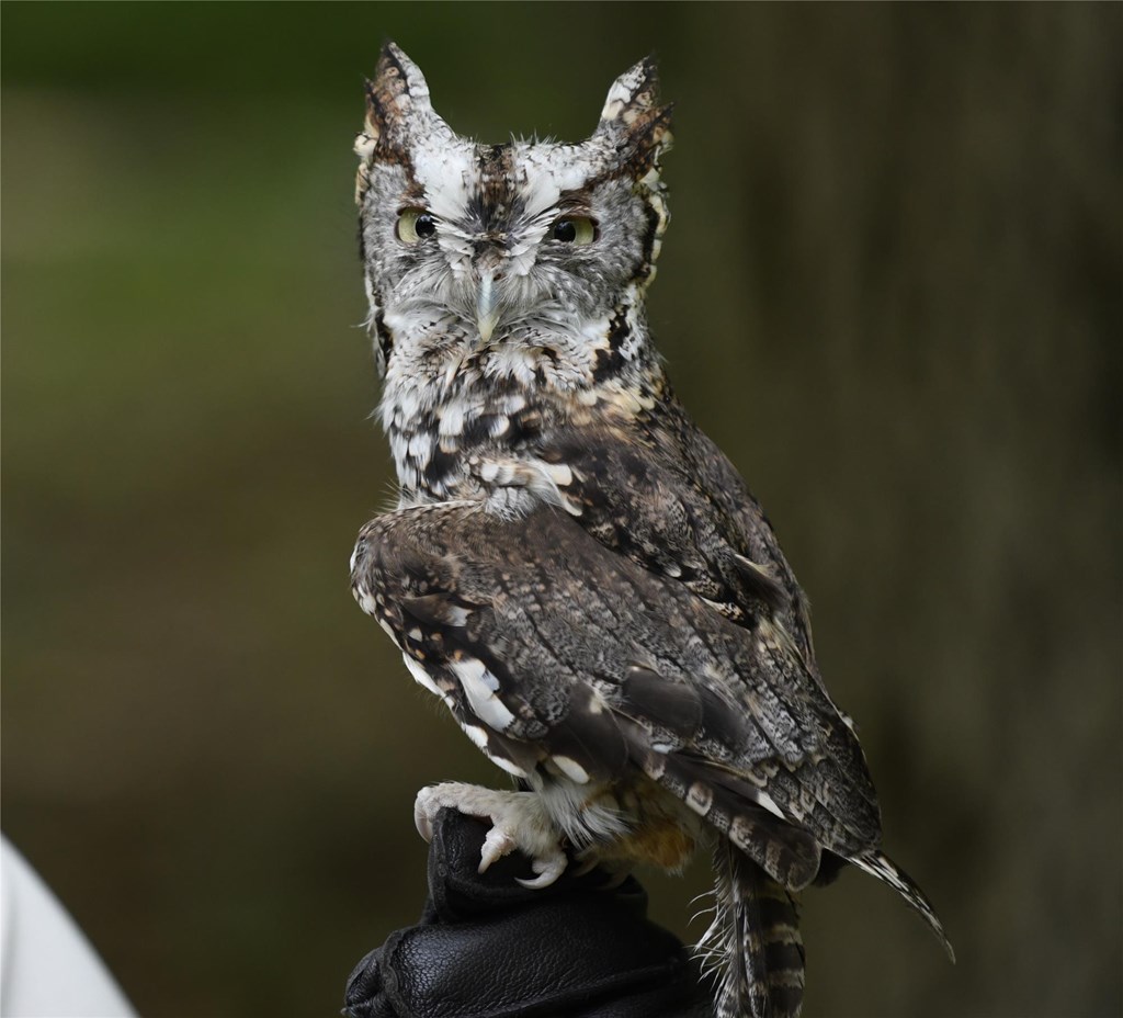 Gray Screech Owl Education Bird