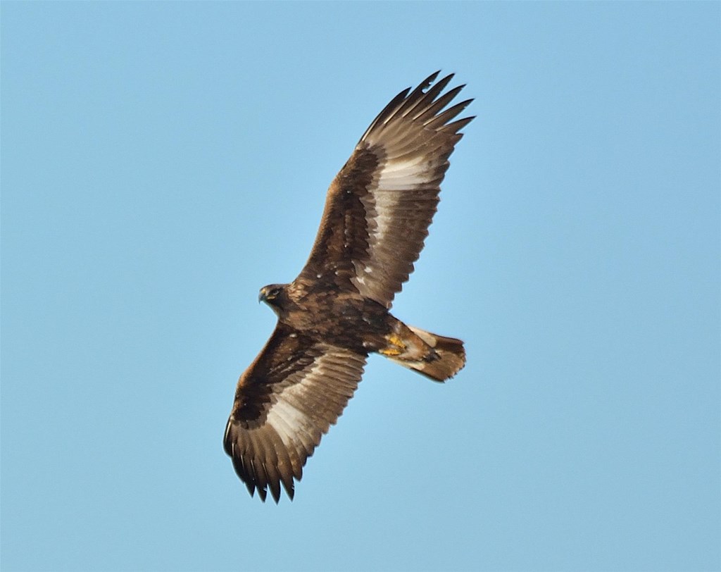 Golden Eagle in Flight