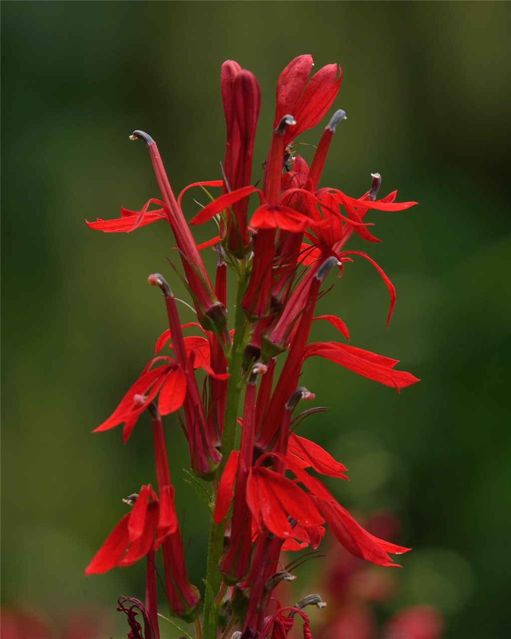 Cardinal Flower about to bloom Cardinal Flower about to bloom