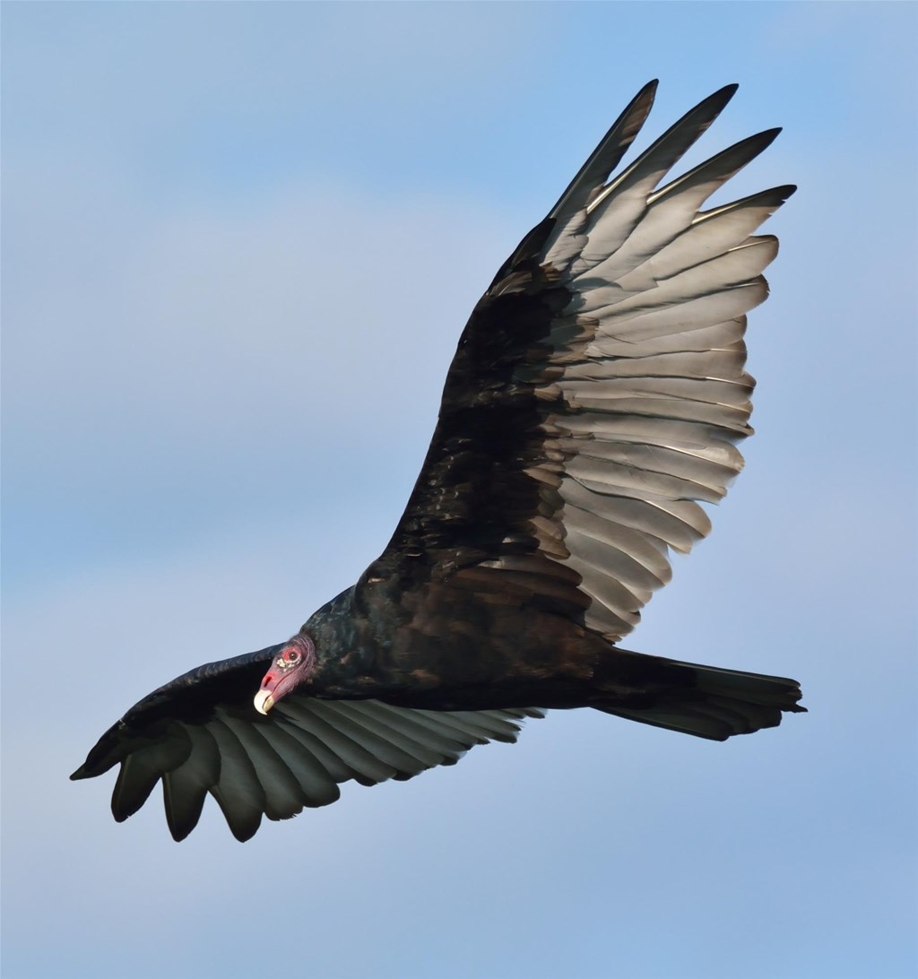 Turkey vulture in flight, exhibiting it's upturned wings