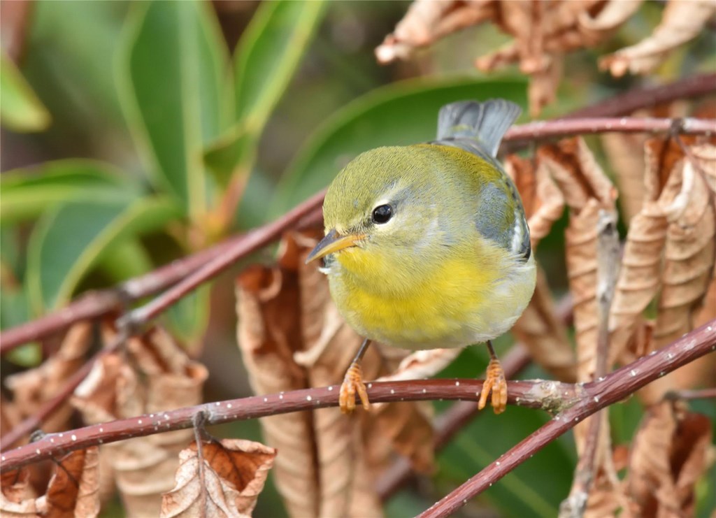 Northern Parula Perched on Branch