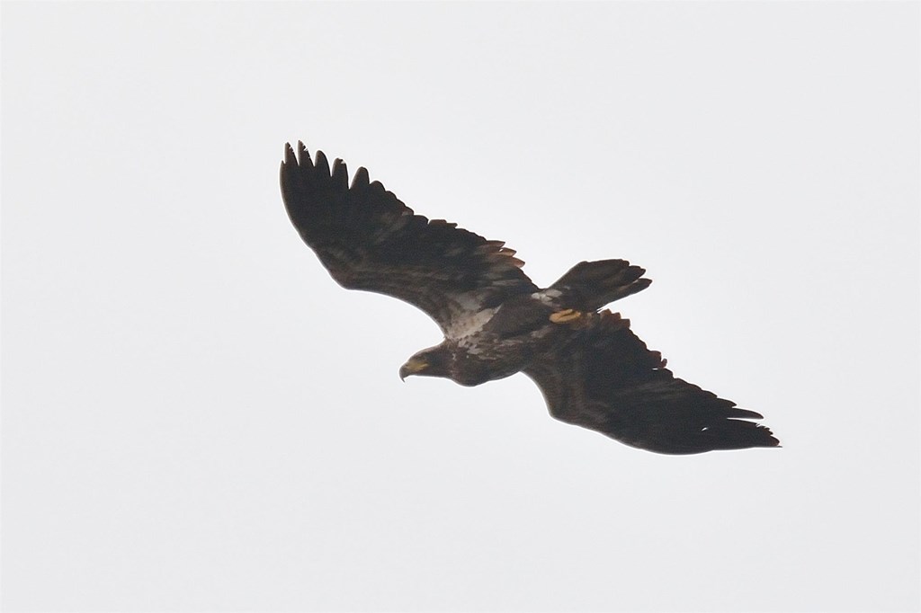 Soaring juvenile bald eagle