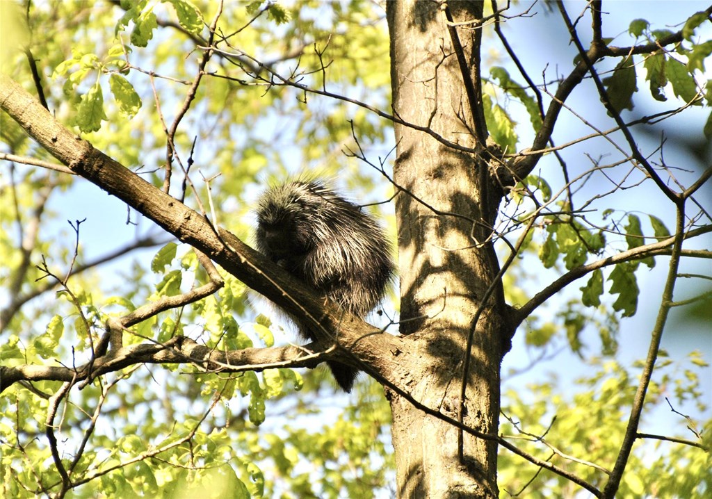 North American Porcupine Sleeping in a Tree