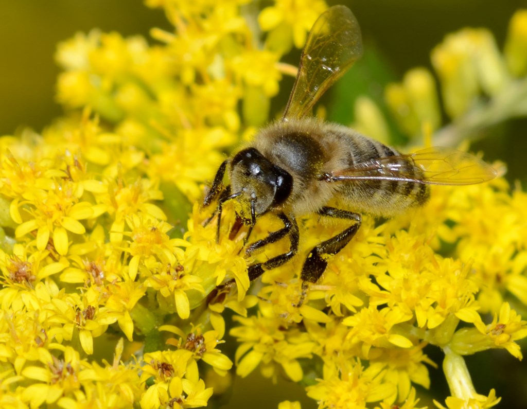 Bee on flowers