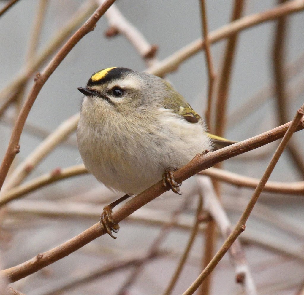 Golden-crowned Kinglet Perched On A Branch