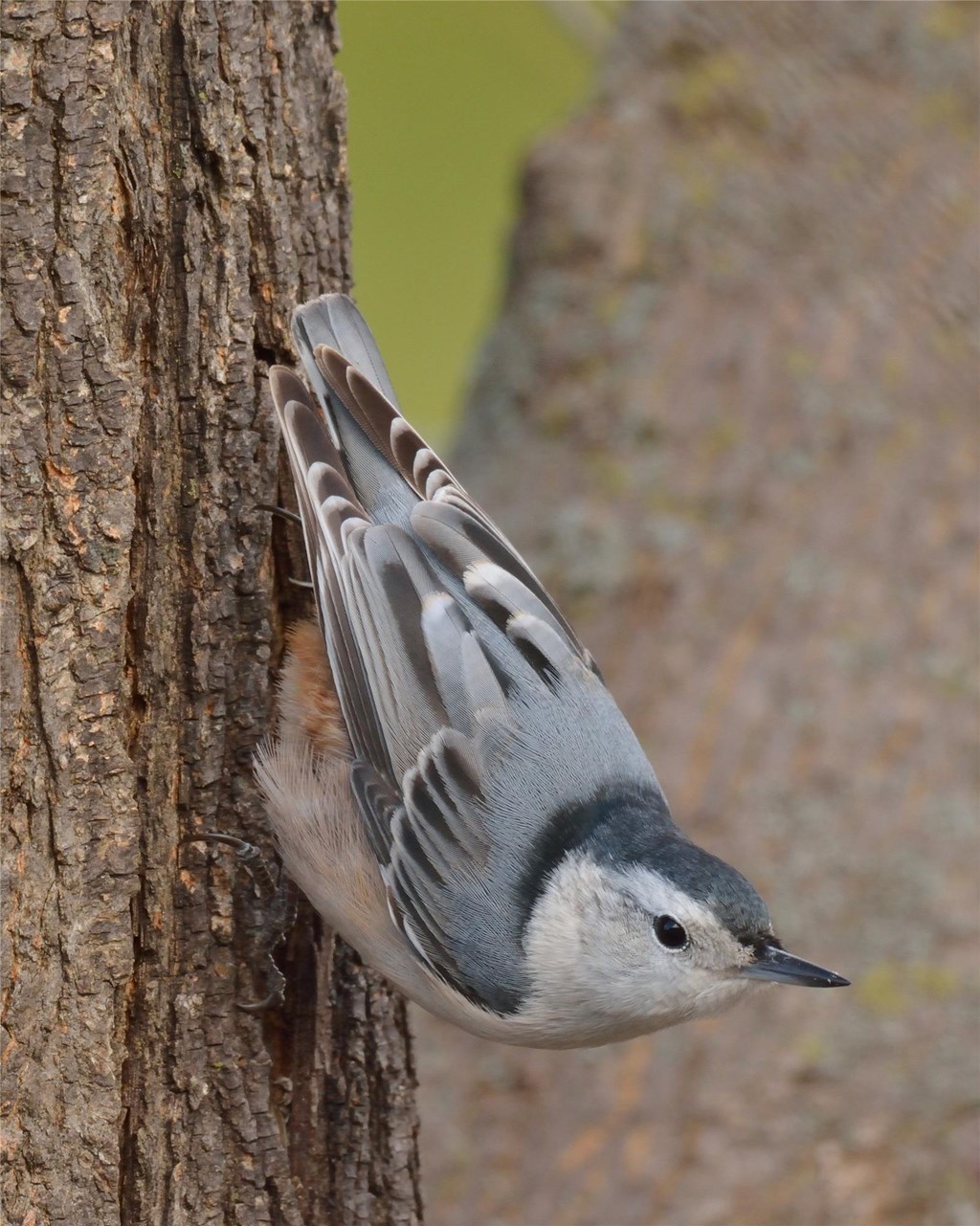 White-breasted nuthatch perched on side of tree