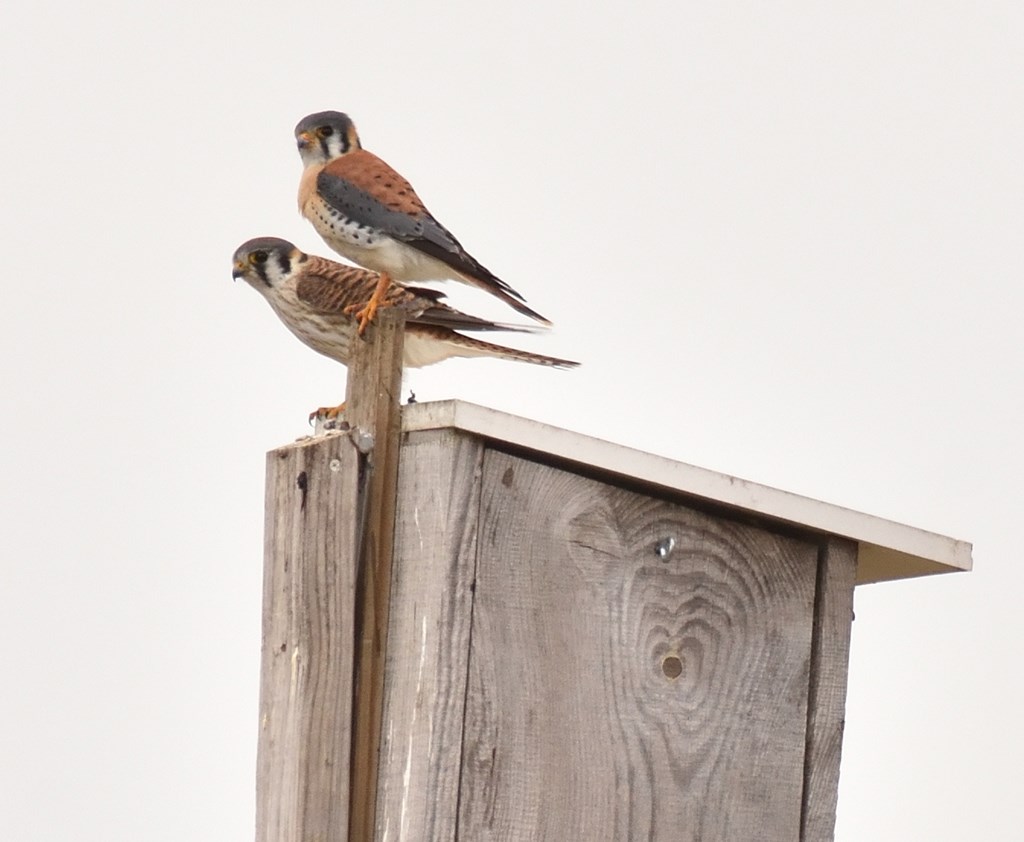 Male and Female Kestrel Perched Atop a Nestbox