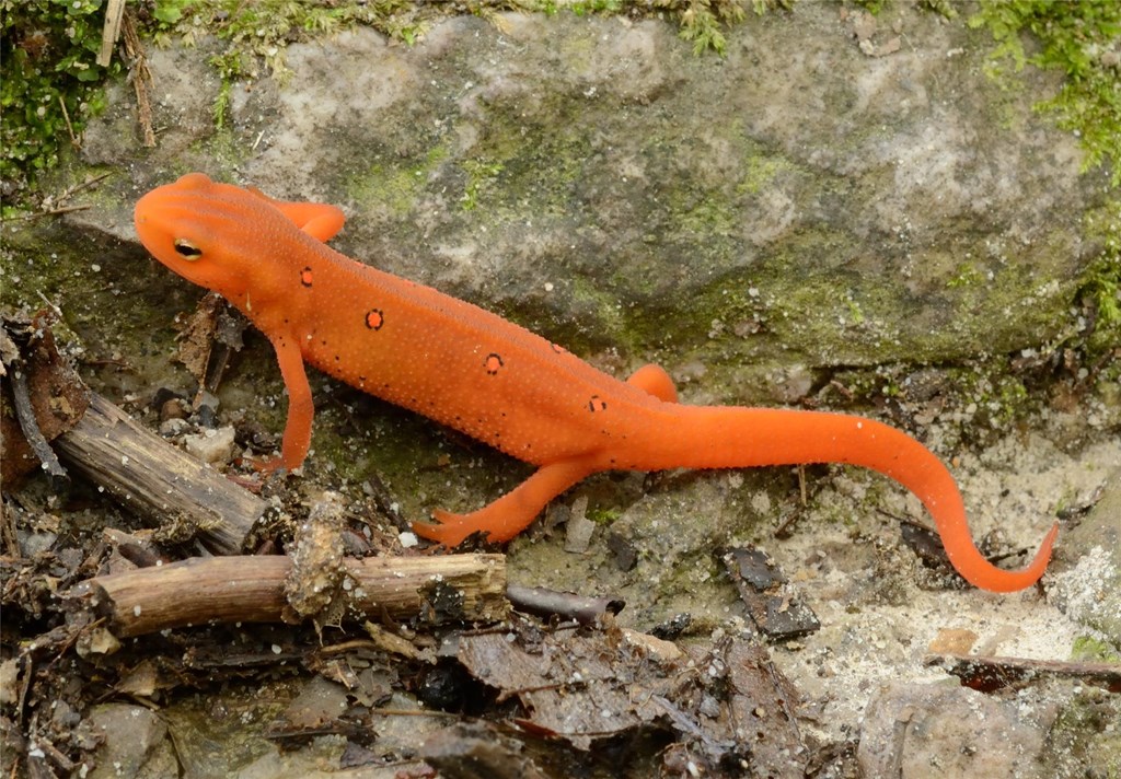 Juvenile Red-spotted Newt Juvenile Red-spotted Newt